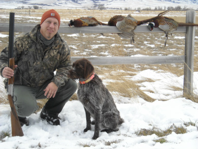 wirehaired pointing griffon duck hunting